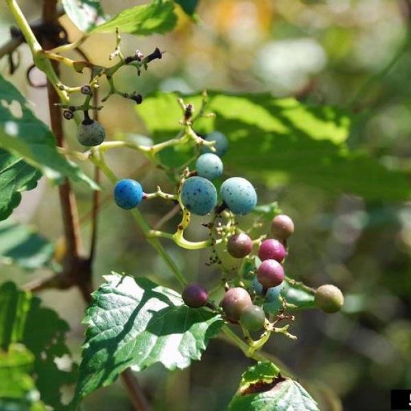 Invasive Porcelainberry vs. Native Grapes Vermont Invasives